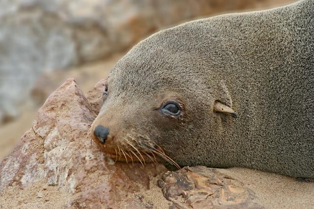 112 Cape Cross seal colony.JPG